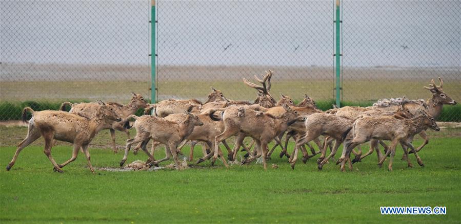 CHINA-WETLAND-WILDLIFE-MILU DEER (CN)