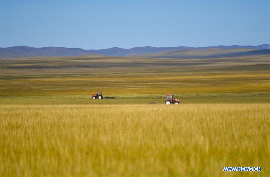 CHINA-INNER MONGOLIA-GRASS-HARVEST (CN)