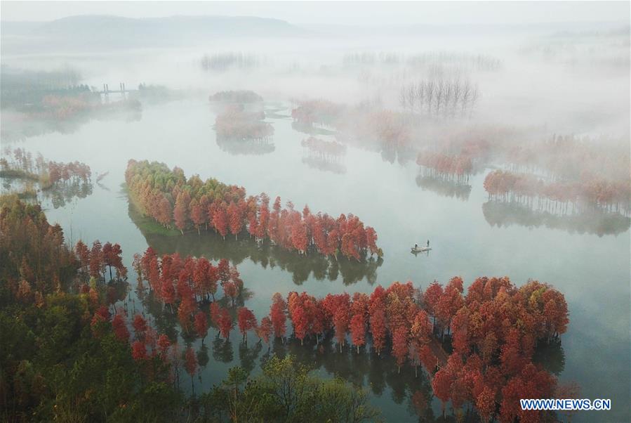 #CHINA-JIANGSU-REDWOOD-SCENERY (CN)