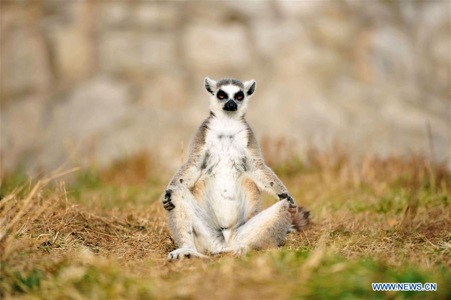 #CHINA-QINGDAO-ANIMALS (CN)