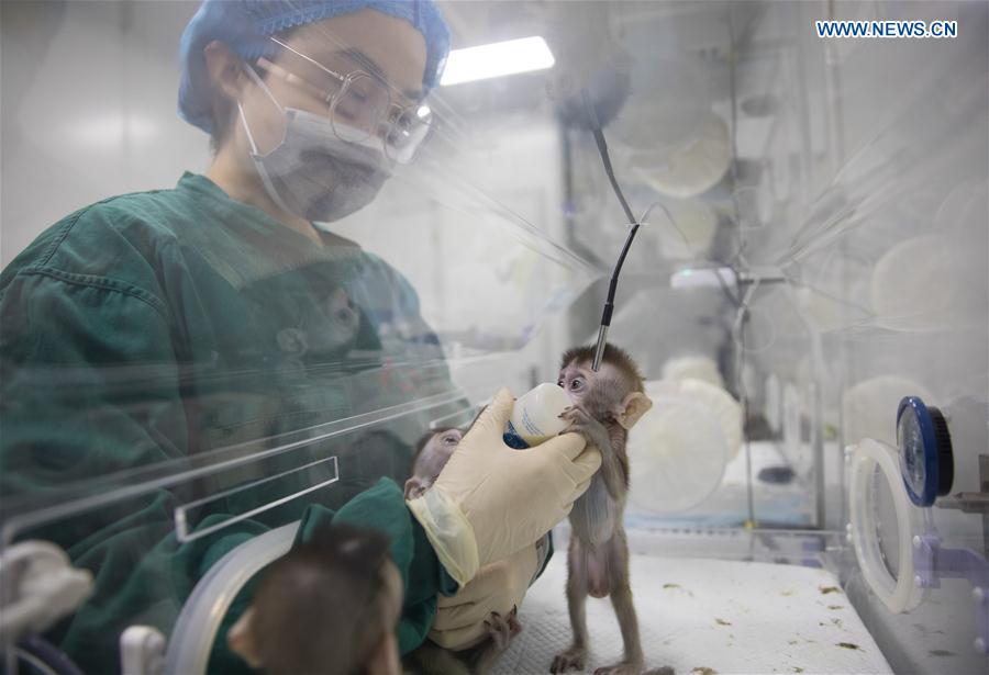 CHINA-SHANGHAI-GENE-EDITED MONKEYS (CN)