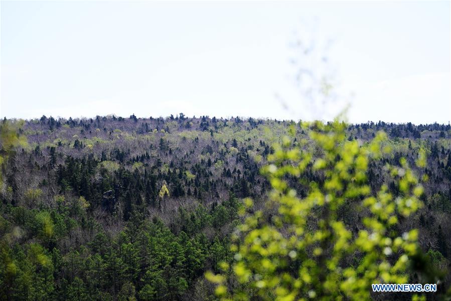 CHINA-YICHUN-NATIONAL FOREST PARK (CN)
