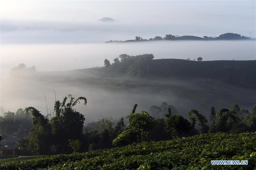 CHINA-YUNNAN-PU'ER-TEA GARDEN-CLOUDS (CN)