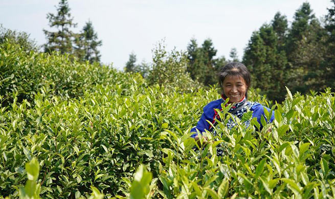 Tea industry helps farmers increase income in Chongyi County, east China's Jiangxi