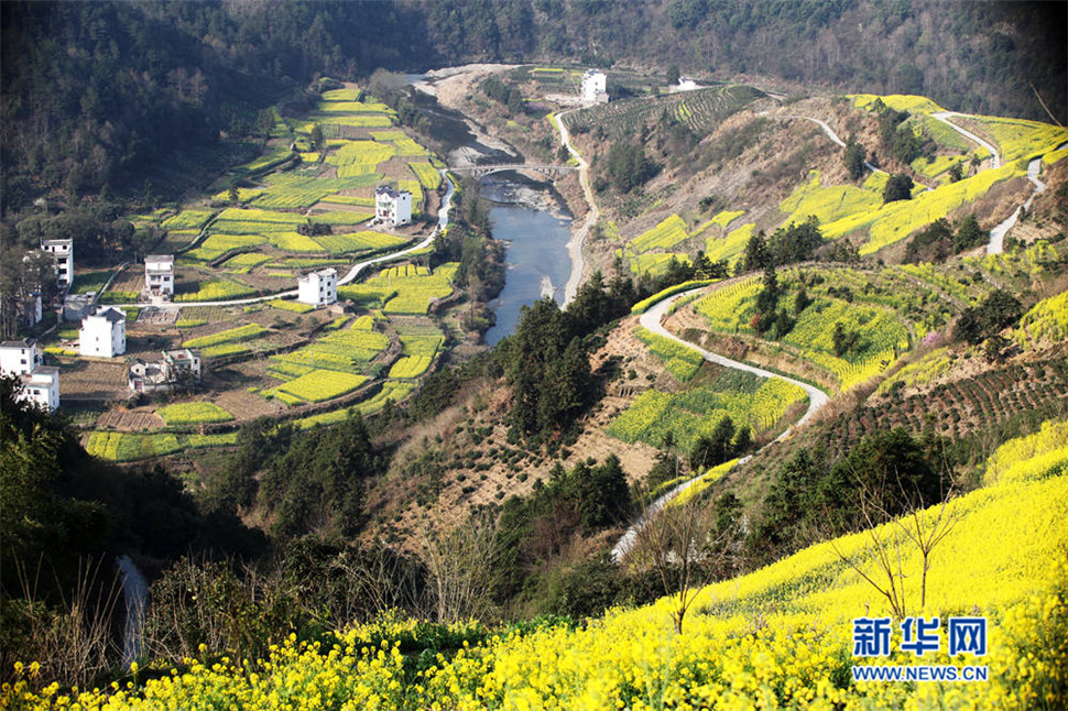 安徽歙縣石潭油菜花