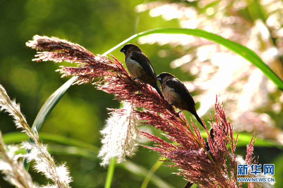 《江南淺秋小品----蘆花》