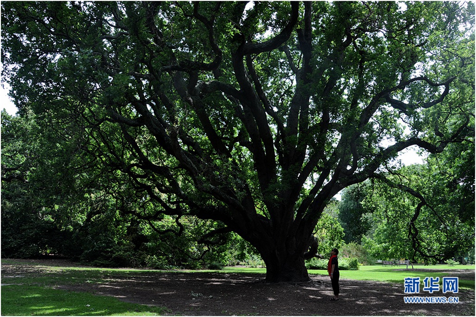 墨爾本皇家植物園