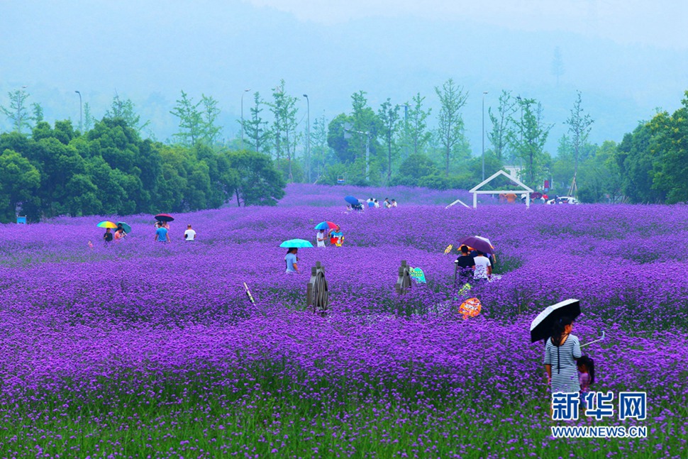 雨中游蓀湖花海，美翻了！