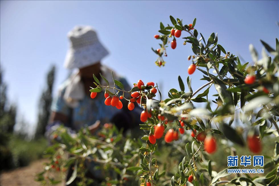 寧夏枸杞“身份證”將有追溯系統