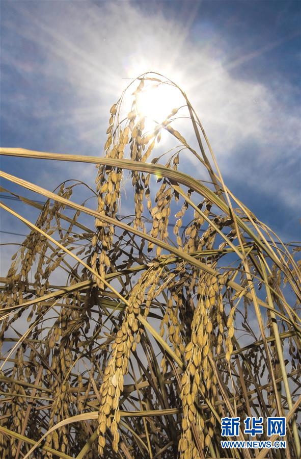 （經濟）（11）吉林延邊：金秋十月 稻谷飄香