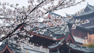 南京:春日賞櫻