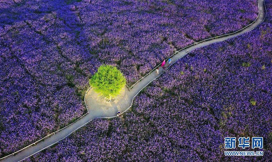 （十九大·讀報告 話民生）（7）加快生態(tài)文明體制改革，建設美麗中國