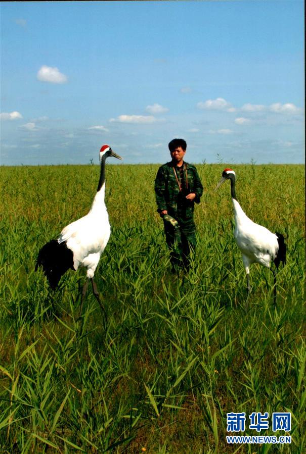 （圖文互動·新華全媒頭條）（6）一家人與一群鶴的生死相守