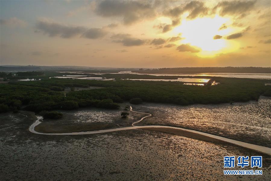（圖文互動）（1）十年樹木、紅樹成林——“海上森林”回歸記