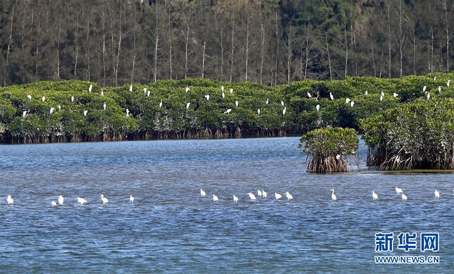 （圖文互動）（2）十年樹木、紅樹成林——“海上森林”回歸記