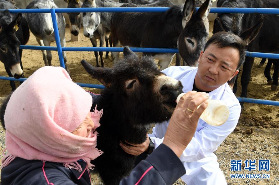 （圖片故事）（1）大學生改行創業 返鄉養驢 