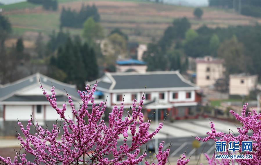 #（環(huán)境）（3）春來(lái)花盛開