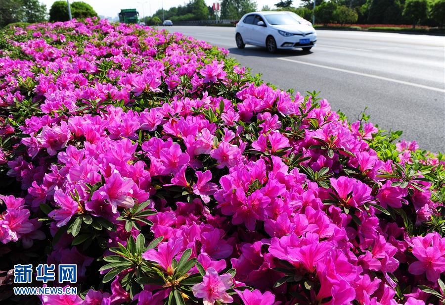 #（春季美麗生態）（4）春花盛放