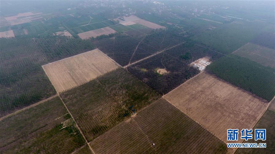 (在習近平新時代中國特色社會主義思想指引下——新時代新氣象新作為·圖文互動)(3)河南民權:三代造林人接力68年播綠黃河故道