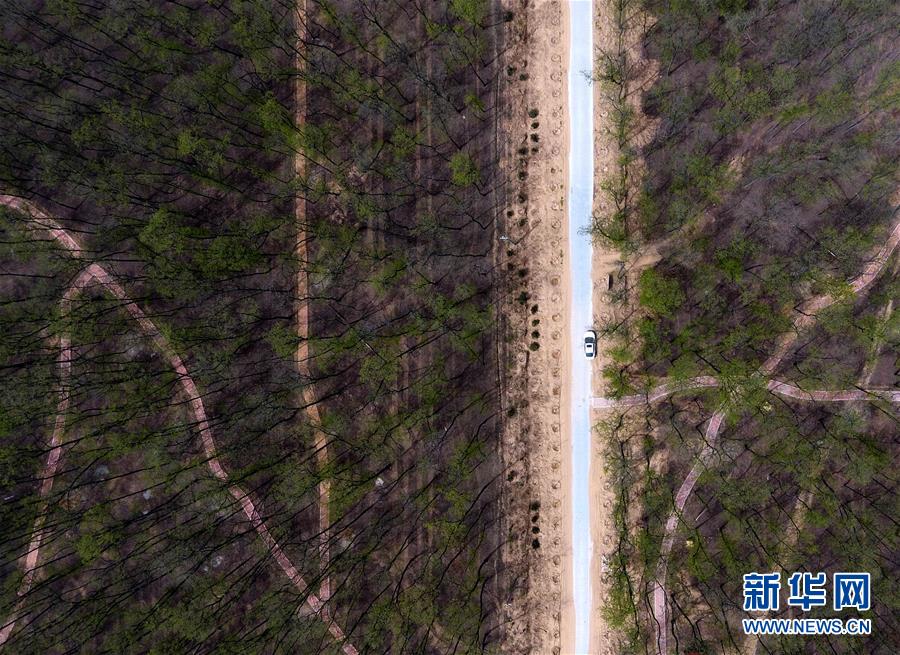 (在習(xí)近平新時(shí)代中國(guó)特色社會(huì)主義思想指引下——新時(shí)代新氣象新作為·圖文互動(dòng))(5)河南民權(quán):三代造林人接力68年播綠黃河故道