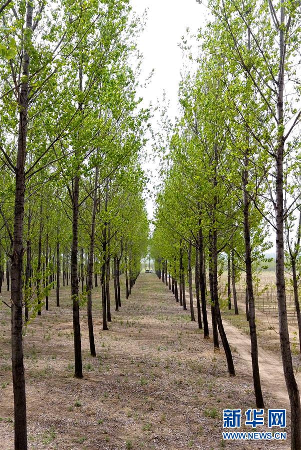 (在習(xí)近平新時(shí)代中國(guó)特色社會(huì)主義思想指引下——新時(shí)代新氣象新作為·圖文互動(dòng))(6)河南民權(quán):三代造林人接力68年播綠黃河故道