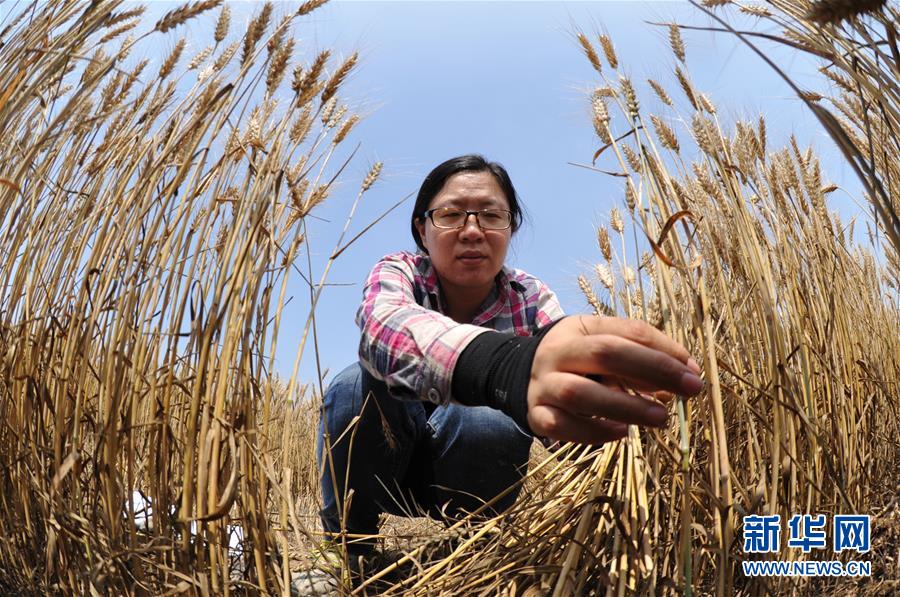 (經(jīng)濟(jì))(4)把脈“渤海糧倉(cāng)”促增產(chǎn)