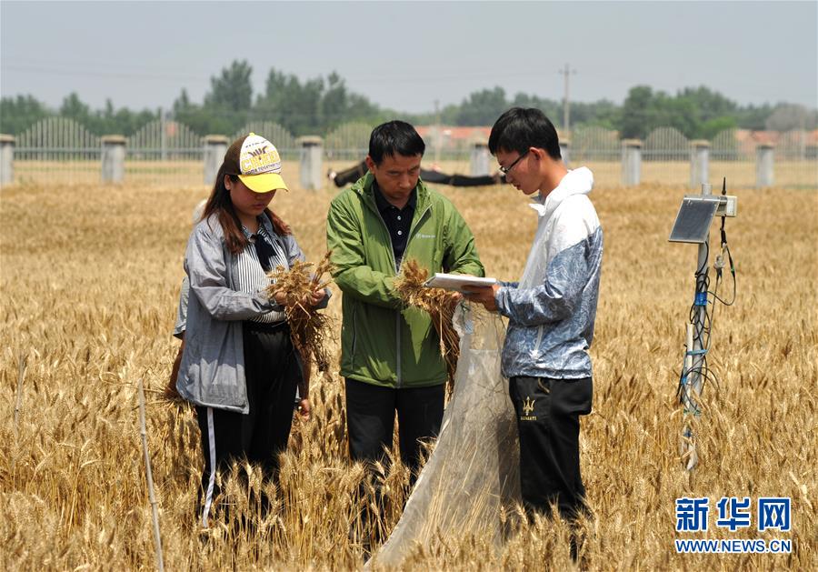 (經(jīng)濟(jì))(5)把脈“渤海糧倉(cāng)”促增產(chǎn)