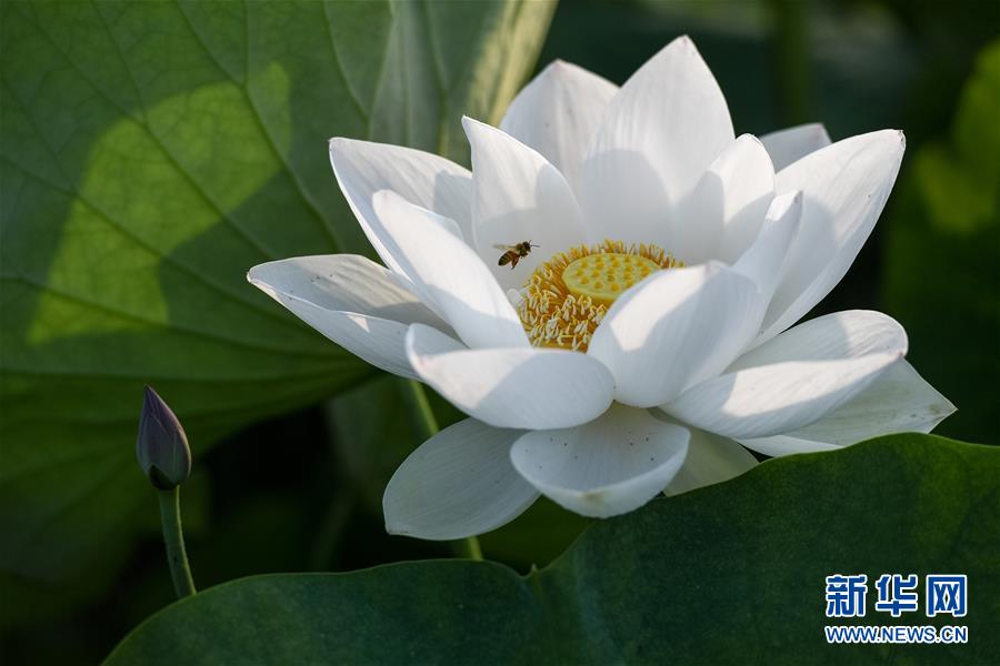 （環境）（2）夏荷飄香