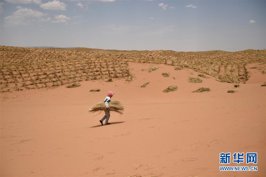 (新華全媒頭條·圖文互動(dòng))(3)荒漠化治理的“中國(guó)智慧”