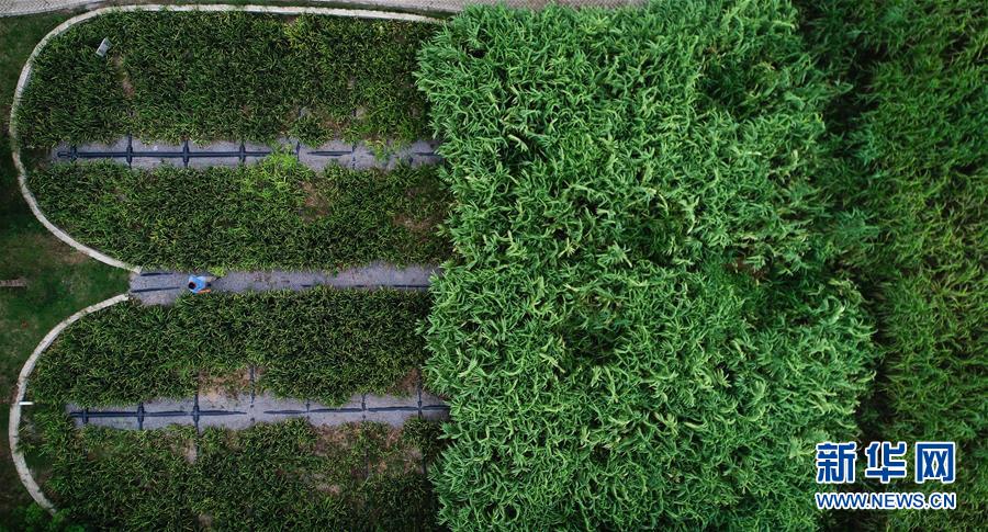 （在習(xí)近平新時(shí)代中國(guó)特色社會(huì)主義思想指引下——新時(shí)代新作為新篇章·圖文互動(dòng)）（3）稀奇！治污濕地成了休閑公園——江蘇蘇州全域推進(jìn)農(nóng)村生活污水治理