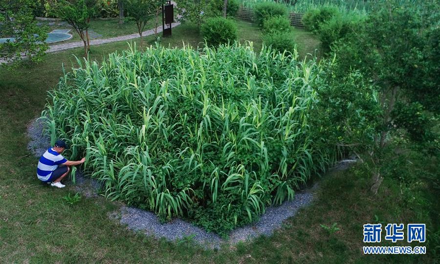 （在習(xí)近平新時(shí)代中國(guó)特色社會(huì)主義思想指引下——新時(shí)代新作為新篇章·圖文互動(dòng)）（4）稀奇！治污濕地成了休閑公園——江蘇蘇州全域推進(jìn)農(nóng)村生活污水治理