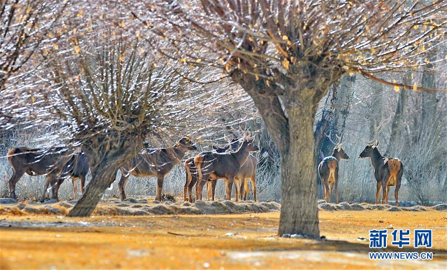 (環境)(10)白皮書:青藏高原地區仍然是地球上最潔凈的地區之一