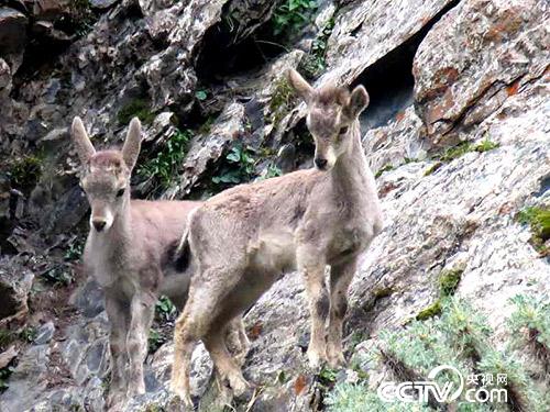 久美扎西拍攝的野生動物。