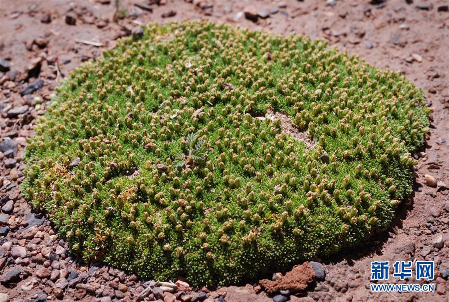 (新華全媒頭條·圖文互動)(7)正在破譯的“青藏密碼”——第二次青藏高原綜合科考首期成果發布