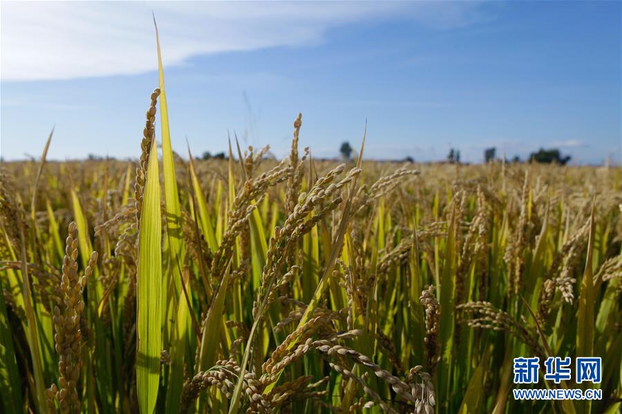 (豐收的味道·圖文互動)(2)產糧大縣的“豐收表情”——吉林水稻主產區(qū)輝南走訪見聞