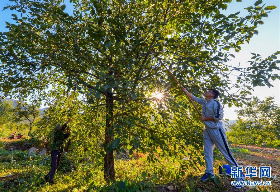 (在習(xí)近平新時(shí)代中國(guó)特色社會(huì)主義思想指引下——新時(shí)代新作為新篇章·鄉(xiāng)村振興戰(zhàn)略·圖文互動(dòng))(1)“小山貨”成為“黃金果”——河北涉縣山核桃“抱團(tuán)發(fā)展”贏市場(chǎng)