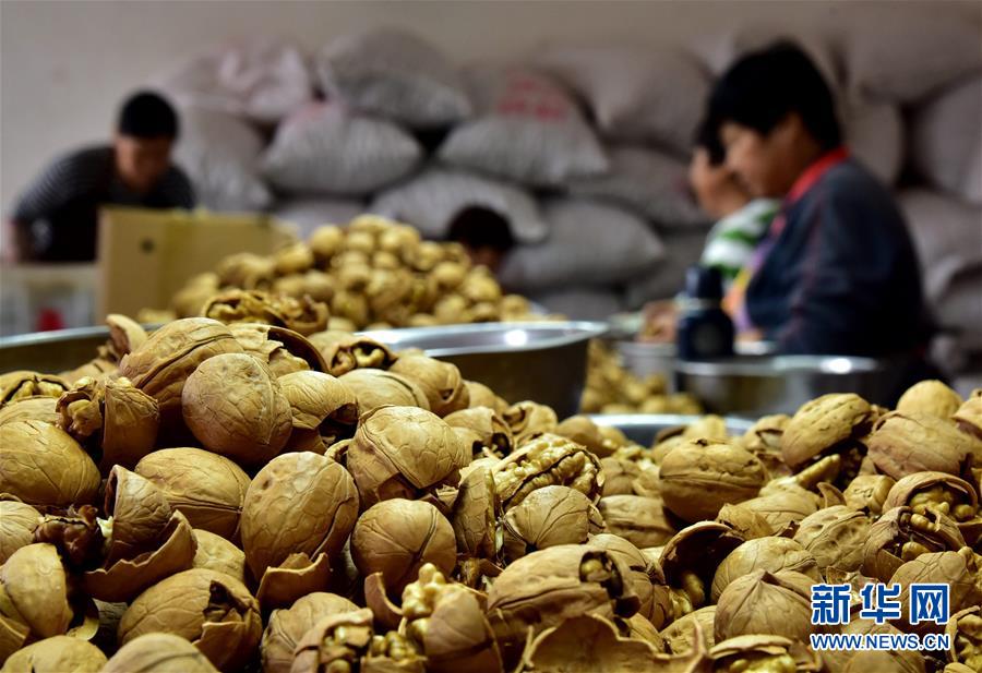 (在習(xí)近平新時(shí)代中國(guó)特色社會(huì)主義思想指引下——新時(shí)代新作為新篇章·鄉(xiāng)村振興戰(zhàn)略·圖文互動(dòng))(3)“小山貨”成為“黃金果”——河北涉縣山核桃“抱團(tuán)發(fā)展”贏市場(chǎng)