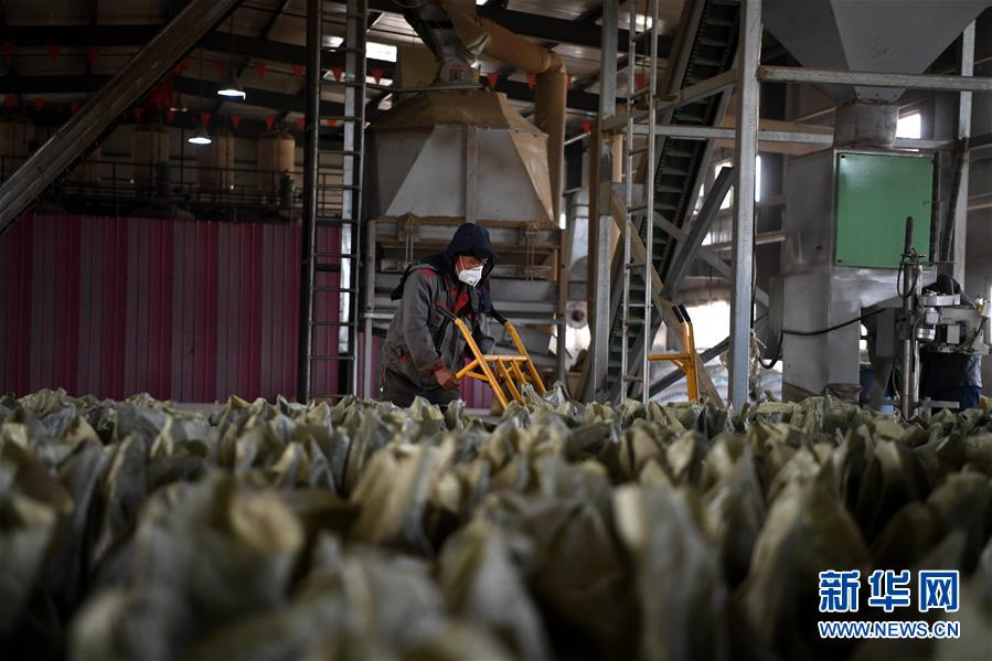 (在習近平新時代中國特色社會主義思想指引下——新時代新氣象新作為·鄉村振興戰略·圖文互動)(1)“與其放火,不如打包”——山西渾源秸稈綜合再利用見聞