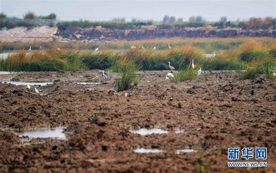 (新華視點·圖文互動)(3)福建10名黨員干部被問責的背后:7部門十余次執法未能有效制止泉州灣濕地圍墾行為