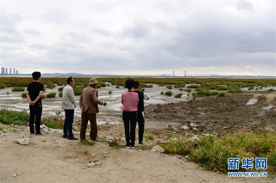 (新華視點·圖文互動)(5)福建10名黨員干部被問責的背后:7部門十余次執法未能有效制止泉州灣濕地圍墾行為