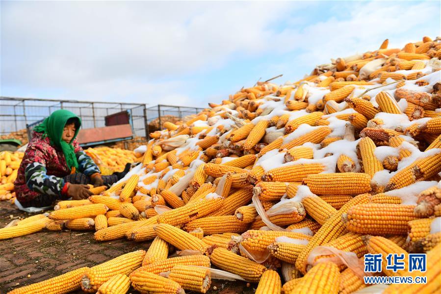 (在習(xí)近平新時(shí)代中國特色社會(huì)主義思想指引下——新時(shí)代新作為新篇章·鄉(xiāng)村振興戰(zhàn)略·圖文互動(dòng))(1)吉林榆樹:產(chǎn)糧“冠軍縣”大旱之年從容應(yīng)對(duì)減產(chǎn)考驗(yàn)