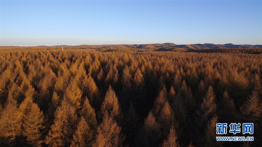 （新華全媒頭條·圖文互動(dòng)）（6）那一抹綠色，走進(jìn)越來(lái)越多人心里——河北塞罕壩續(xù)寫(xiě)新時(shí)代綠色傳奇