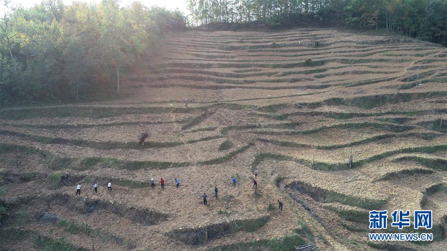 (在習近平新時代中國特色社會主義思想指引下·慶祝改革開放40周年·共享發展·圖文互動)(2)“浙江親人”請心安 白茶苗已種滿山——浙江安吉捐贈四川青川白茶苗種植地探訪