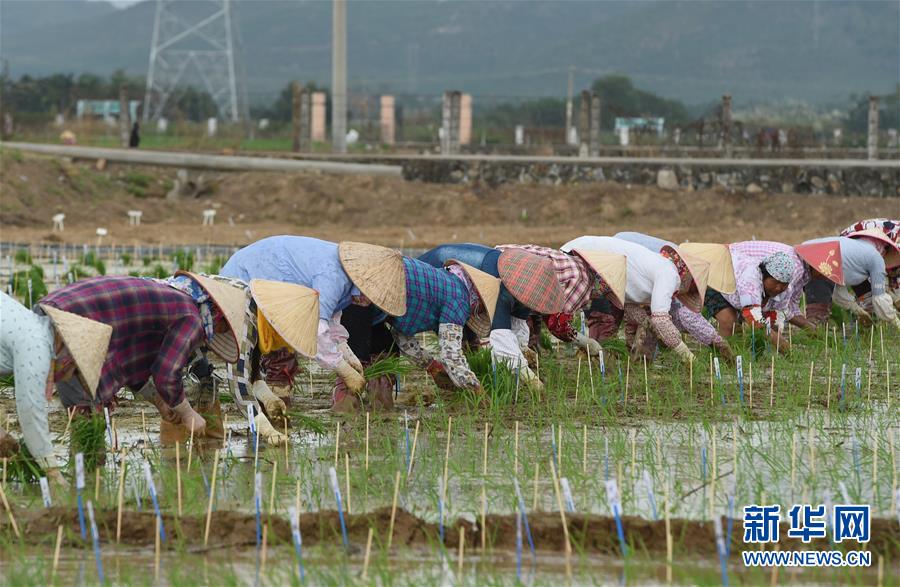 (百城百縣百企調(diào)研行·圖文互動)(4)海南農(nóng)墾:農(nóng)業(yè)“國家隊”打贏改革“翻身仗”