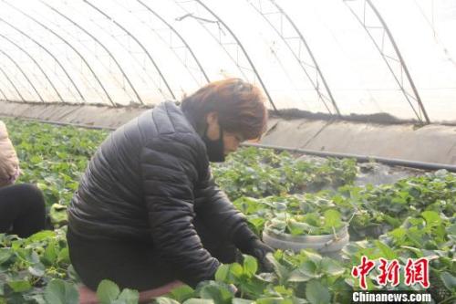 正值隆冬時(shí)節(jié)，山西省長治市長子縣天寒地凍，最低氣溫已有零下十幾度，當(dāng)?shù)氐氖卟舜笈飪?nèi)卻“春意盎然”、生機(jī)勃勃。　王維寧 攝