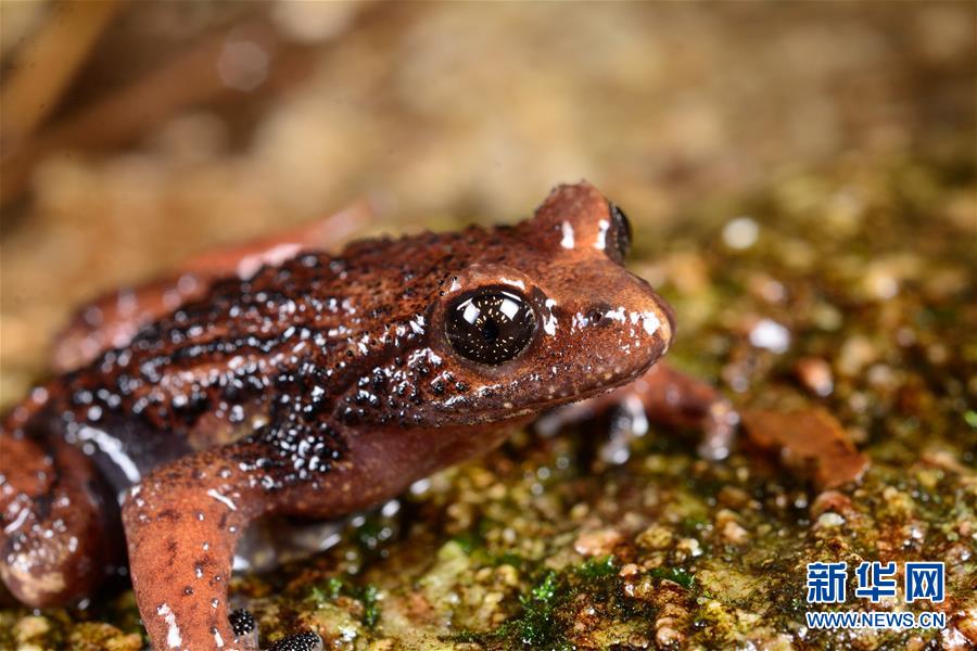 （圖文互動）（2）云南高黎貢山發現兩棲動物新種“騰沖齒突蟾”
