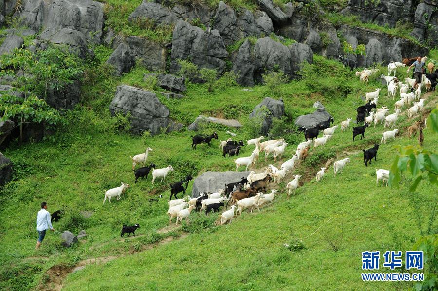 (兩會(huì)前夕看落實(shí)·圖文互動(dòng))(2)決戰(zhàn)脫貧攻堅(jiān) 奮力后發(fā)趕超——貴州落實(shí)習(xí)近平總書記全國(guó)兩會(huì)重要講話精神紀(jì)實(shí)