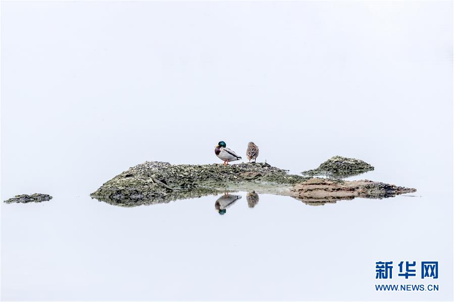 (生態文明建設·圖文互動)(4)從亂河灘到“鳥的天堂”——一名攝影師鏡頭里的“生態變奏曲”