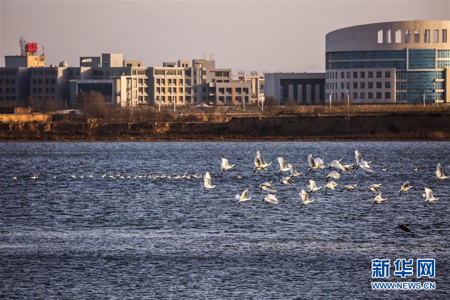 (生態文明建設·圖文互動)(6)從亂河灘到“鳥的天堂”——一名攝影師鏡頭里的“生態變奏曲”
