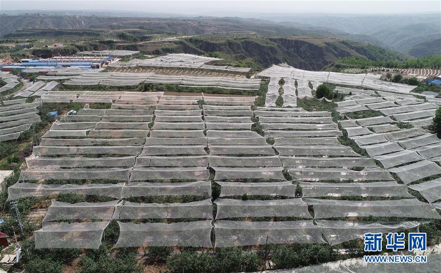 (新華全媒頭條·圖文互動)(11)春暉沐浴寶塔山——寫在延安各縣整體脫貧摘帽之際